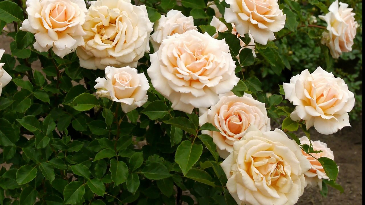 File:4K - Most beautiful rose flowers, flower shrubs and colorful ...