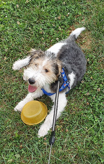 4 months old Wire Fox Terrier puppy playing with water bowl