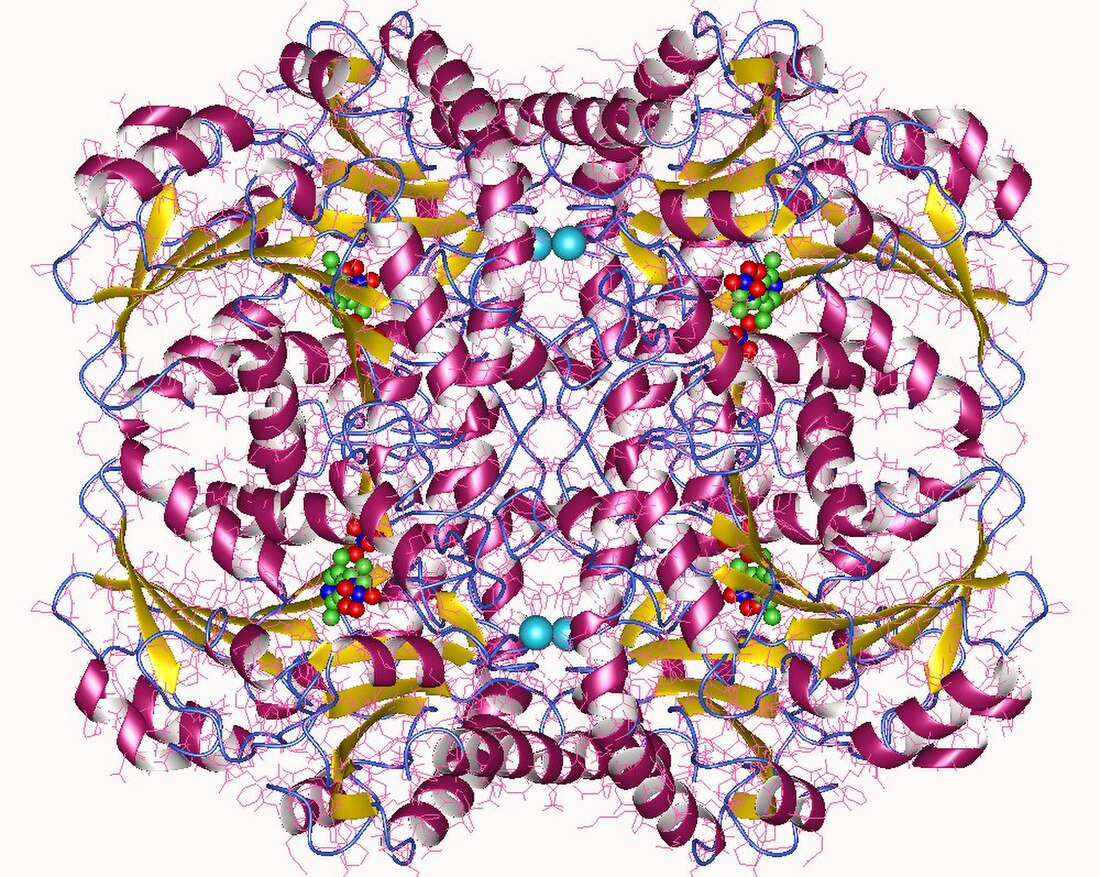 Cystathionine beta-lyase