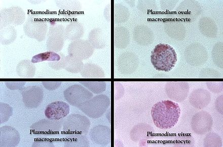Macrogametocyten van verschillende soorten