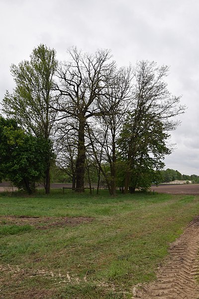 File:71-215-5016 Khvyliv Oak DSC 0391.jpg