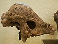 Skull of Pachycephalosaurus wyomingensis AMNH 1696
