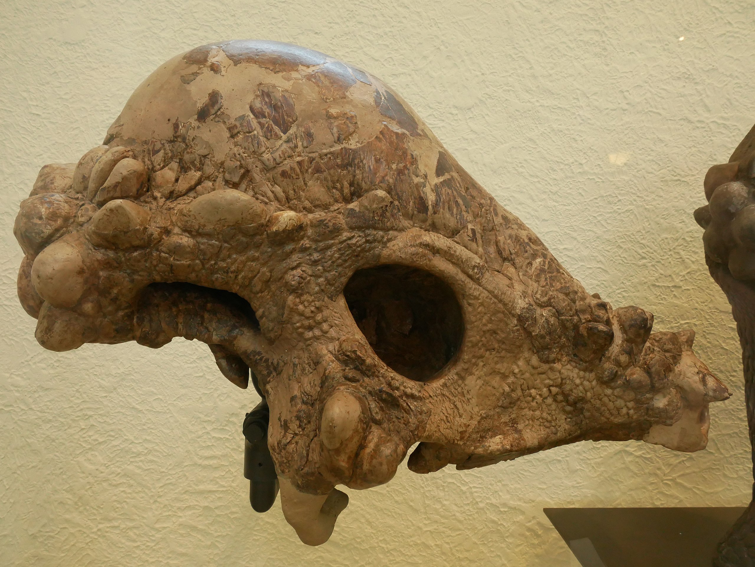 Pachycephalosaurus wyomingensis Skull – Lance Fm Specimen – Display Replica  – Black Hills Institute