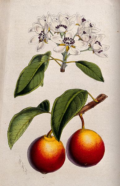 File:A pear plant (Pyrus communis); flowering and fruiting stems. Wellcome V0044758.jpg