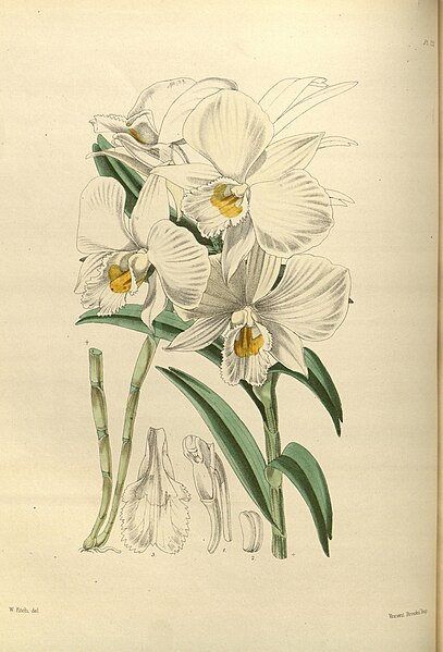 File:A second century of orchidaceous plants (Pl 122) BHL35712740.jpg