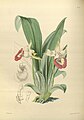 Warczewiczella marginata plate 127 in: James Bateman: A Second Century of Orchidaceous Plants London (1867)
