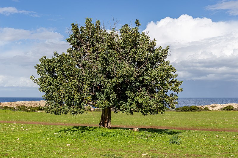 File:A tree in Akamas Peninsula, Cyprus.jpg