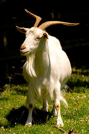 A white Irish goat with horns A white irish goat.jpg