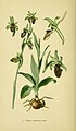 Ophrys sphegodes (as syn. Ophrys aranifera) Tafel 9 in: Walter Müller: Abbildungen der in Deutschland und den angrenzenden Gebieten vorkommenden Grundformen der Orchideenarten Berlin (1904)