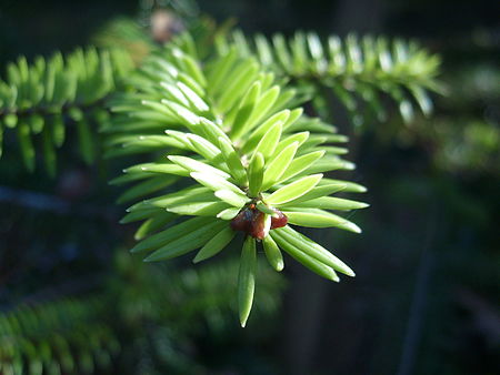 Abies_recurvata