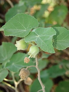 <i>Abutilon eremitopetalum</i> Species of flowering plant