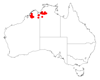 <i>Acacia froggattii</i> Species of legume