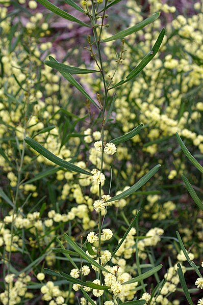 File:Acacia stricta (Hop Wattle) (24372089143).jpg