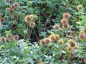 Beschrijving van de afbeelding Acaena novae-zelandiae1.jpg.