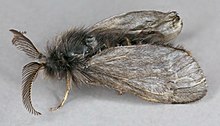 Acanthopsyche atra mužjak, Trawscoed, Sjeverni Wales, svibanj 2016. - Flickr - janetgraham84.jpg