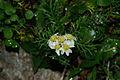 Achillea atrata sp1.JPG