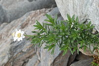 Achillea pyrenaica