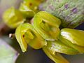 Acianthera jacarepaguaensis