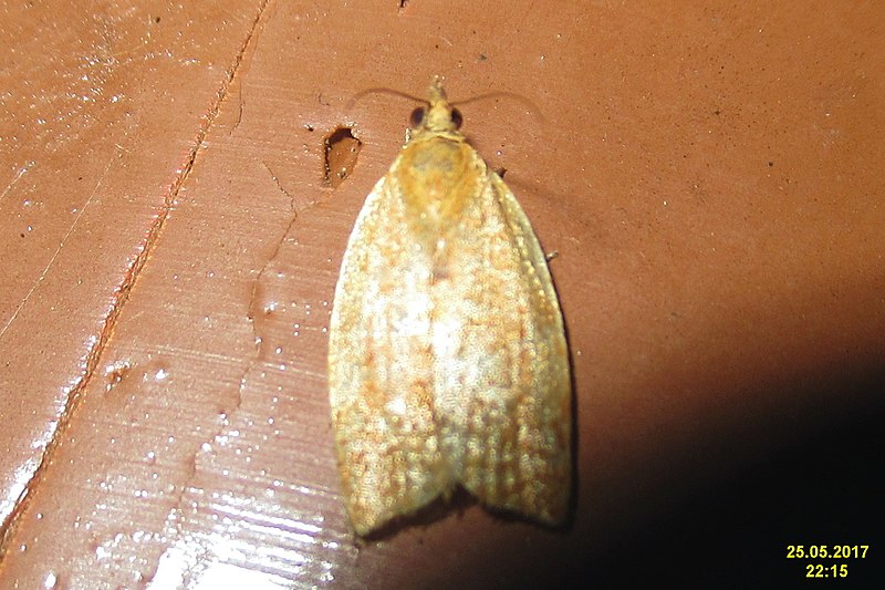 File:Acleris sp.? (KamVol) (35847861861).jpg