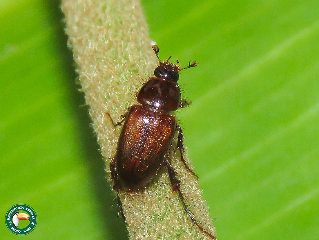 Aclopinae