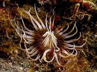 <i>Actinostephanus haeckeli</i> Species of sea anemone