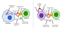 The left image is a visual of CD28 attached to a T cell interacting in costimulation with B7 to activate the T cell and promote an immune response. Activation of T and B cells.png