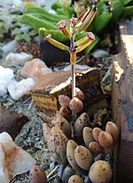 Miniatura per Adromischus filicaulis