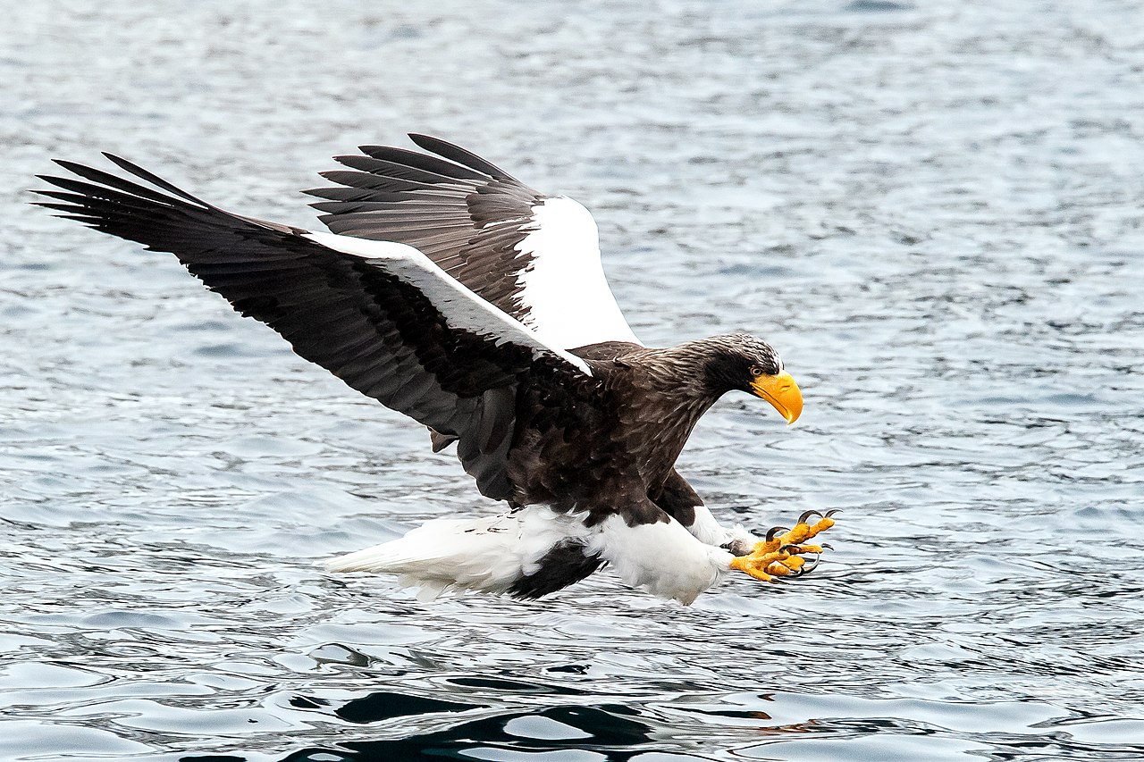 File:Adult Steller's sea eagle fishing.jpg - Wikipedia