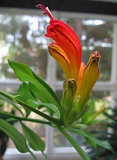 <i>Aeschynanthus</i> Genus of flowering plants in the family Gesneriaceae