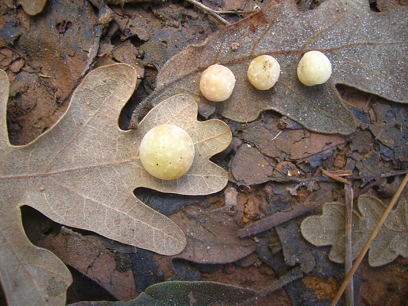 File:Agallas en hoja de roble.jpg