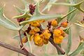 Mahonia trifoliolata