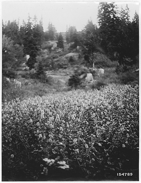 File:Agastache Urticiolia (Giant Hyssop), Umpqua, D. C. I., Oregon, 1920. - NARA - 299114.jpg