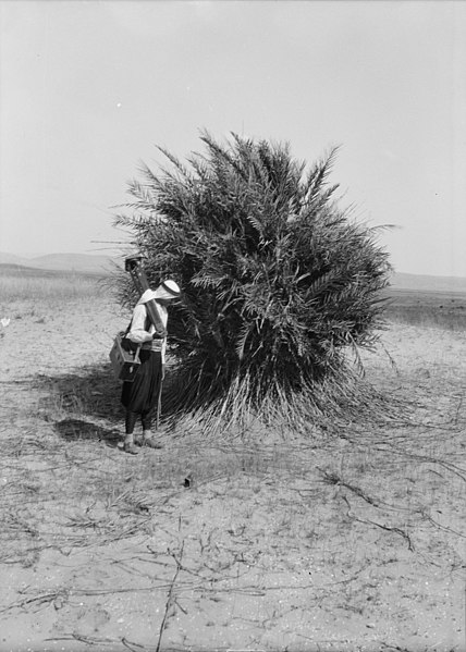 File:Agriculture, etc. Wild palm tree showing a tangle of roots above ground LOC matpc.15620.jpg