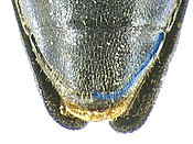 Agrilus cyanescens detail4.jpg