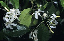 Alafia caudata subsp. latiloba S-1653.jpg