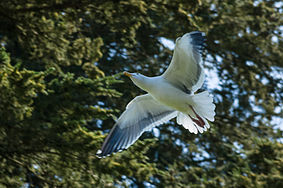 English: A western gull at Alcatraz Island. Polski: Mewa zachodnia na wyspie Alcatraz.