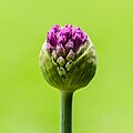   Ontluikende bloemknop van een Allium purple sensation.