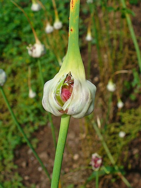 File:Allium sativum 002.JPG