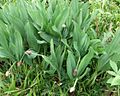 Allium victorialis PID1710-1.jpg