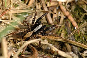 Dunkle Pantherspinne: Merkmale, Vorkommen, Lebensweise