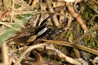 <i>Alopecosa pulverulenta</i> Species of spider