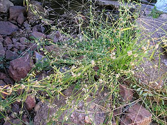 Alternanthera nodiflora plant1 (8372256548).jpg