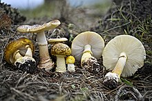 Amanita augusta Pacifica.jpg