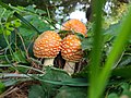 Thumbnail for Amanita muscaria var. guessowii