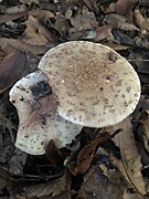 Amanita rubescens 321153108.jpg