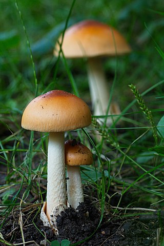 <i>Amanita subnudipes</i> Species of mushroom