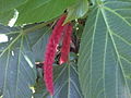 Amaranthus dubius