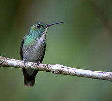 A coastal nominate from Sao Paulo, Brazil. Amazilia versicolor-2.jpg