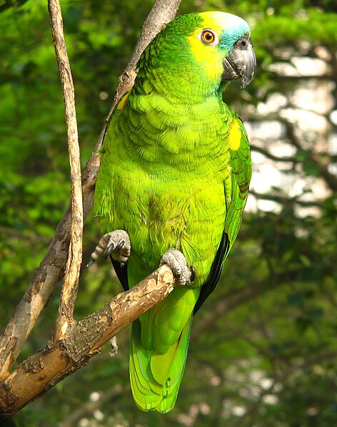 Principales necesidades de las aves