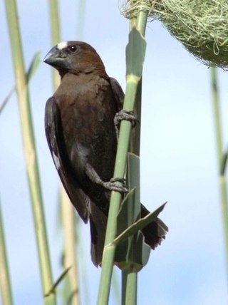 <span class="mw-page-title-main">Thick-billed weaver</span> Species of bird